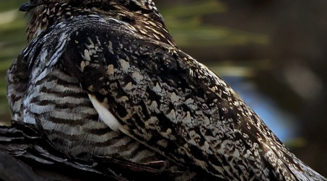 A Common Nighthawk encounter at Carolina Beach State Park